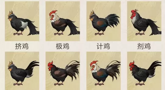 华夏千秋鸡有什么用 华夏千秋鸡的作用一览